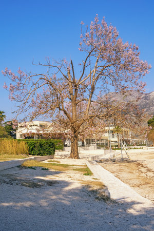 Old  tree of Paulownia tomentosa in bloom on sunny spring day. Montenegro, Prcanj townの写真素材