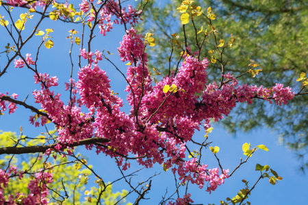 Branch of Judas tree ( Cercis Siliquastrum, Red Bud) with pink flowers on sunny spring dayの写真素材