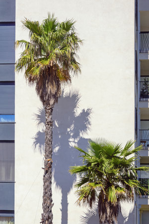 Fan palm trees against  wall of building. Washingtonia filifera. Copy spaceの写真素材