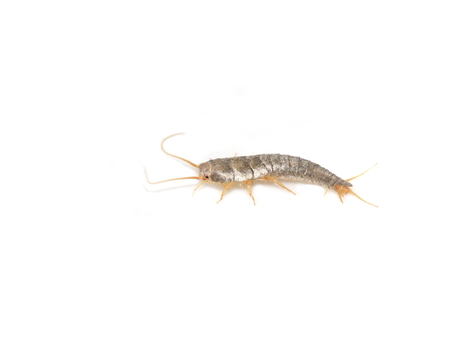 Pest insect Silverfish Lepisma saccharina isolated on white backgroundの写真素材