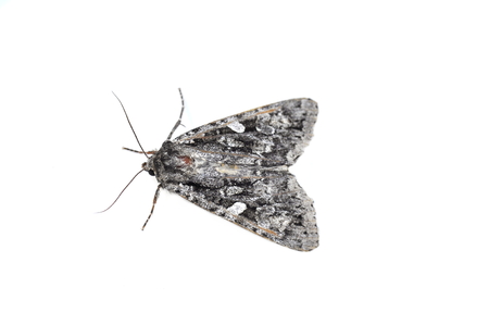 The Great Brocade moth Eurois occulta on white backgroundの写真素材