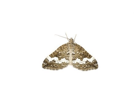 The Rivulet moth Perizoma affinitata on white backgroundの写真素材