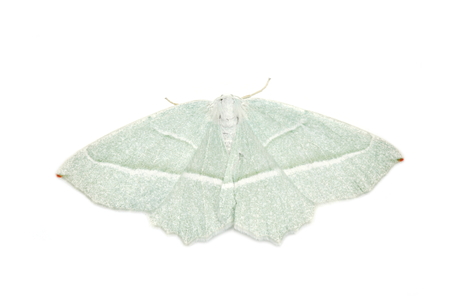 The light emerald moth Campaea margaritata on white backgroundの写真素材