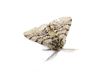 Male of the pale brindled beauty moth Phigalia pilosaria isolated on white backgroundの写真素材