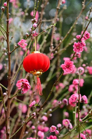 Close-up of the Chinese traditional red lantern decoration with peach blossom flower in outdoors. Festive decoration and celebration. Chinese New Year decoration. For background.の写真素材
