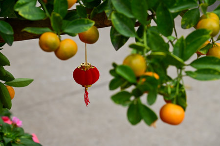 Close-up of the Chinese traditional red lantern decor hanging on the mandarin tree. Festive decoration and celebration. Chinese New Year decoration. For background use.の写真素材