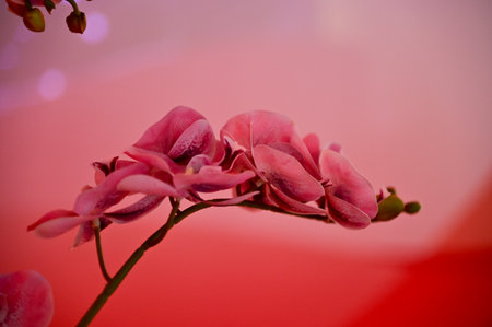 Close-up of the orchids flowers. Nature and plant. For background use.