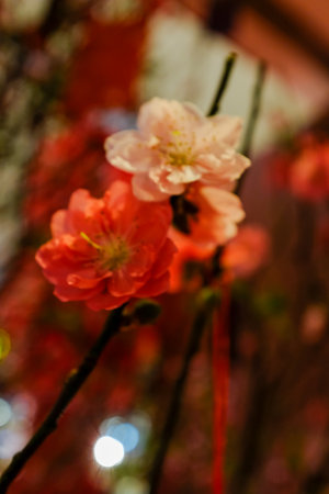 Close-up of peach blossom flower and tree. For Chinese new year celebration and decoration. Traditional decoration plant for Chinese New Year. Flower background.の写真素材