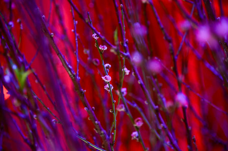 Close-up of peach blossom flower and tree. Traditional decoration plant. Flower background.