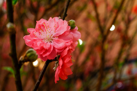 Close-up of peach blossom flower and tree. For Chinese new year celebration and decoration. Traditional decoration plant for Chinese New Year. Flower background.の写真素材