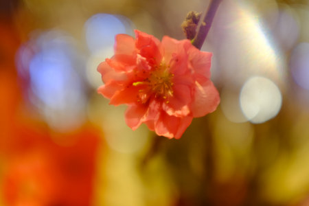 Close-up of peach blossom flower and tree. For Chinese new year celebration and decoration. Traditional decoration plant for Chinese New Year. Flower background.の写真素材