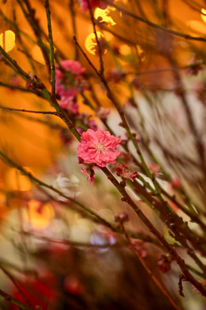 Close-up of peach blossom flower and tree. For Chinese new year celebration and decoration. Traditional decoration plant for Chinese New Year. Flower background.の写真素材