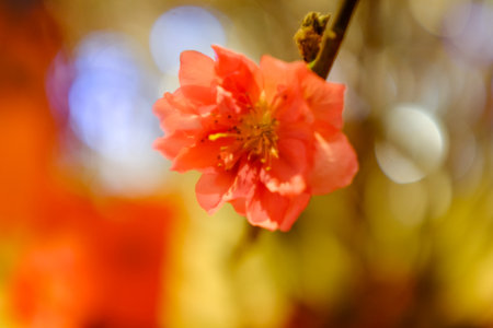 Close-up of peach blossom flower and tree. For Chinese new year celebration and decoration. Traditional decoration plant for Chinese New Year. Flower background.の写真素材