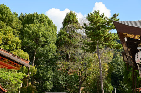 The scene of the nature scene in the garden of  kiyomizu-dera temple in Kyoto, Japan. Major tourist attraction in Kansai region in Japan. Nature and travel concept.の写真素材