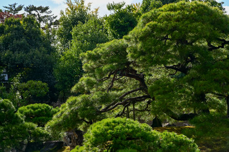 Close-up of trees with green leaves in the Japanese garden in nijo jo castle, Kyoto, Japan. World Heritage Site,  Background landscape of the beauty of Nijo Castle at sunny day.の写真素材