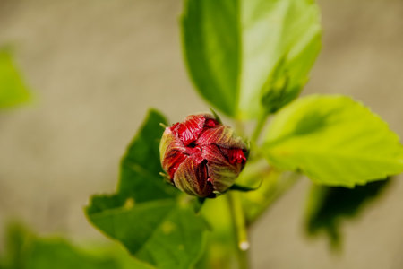 Close-up of the red flower bud, red hibiscus bud in the rural. Flower and plant.