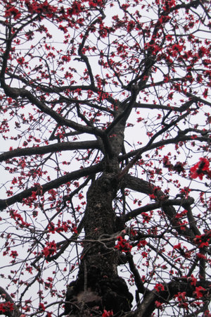 The view of Cotton Tree (Bombax ceiba) in the outdoors in cloudy day. Red flowers on the tree....