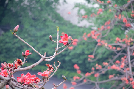 The view of Cotton Tree (Bombax ceiba) in the outdoors in cloudy day. Red flowers on the tree....