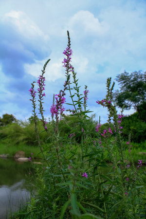Lythrum virgatum in the rural field with wild grass. Purple wild flowers in the countryside. Flower...