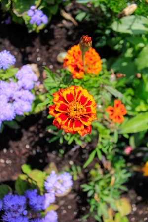 Close-up of the marigold, wild orange flowers in the garden. Flower and plants.