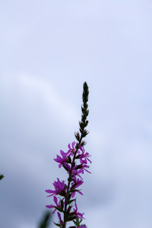 Low angle of Lythrum virgatum under the cloudy sky. Purple wild flowers in the rural. Flower and...