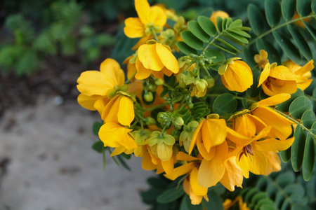Close-up of senna surattensis in the rural. Yellow wild flowers in countryside. Flower and plant.の写真素材