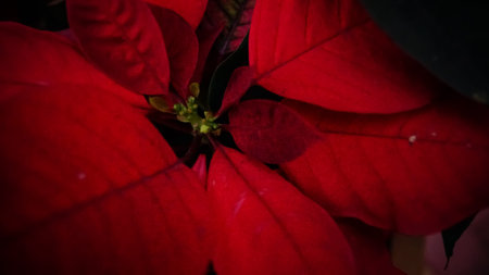 Close-up of red flower petals. Flower and plant.の写真素材