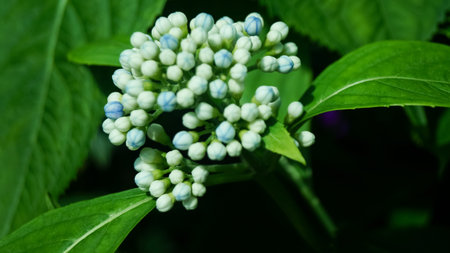 Close-up of blue Dichroa febrifuga, Hydrangeaceae, in the garden. Wild blue flowers in rural. Flower...