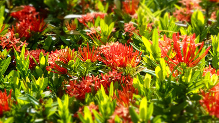 Close-up of Chinese ixora in the garden with green leaves. Flower and plant.