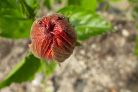 Close-up of the red flower bud, red hibiscus bud in the rural. Flower and plant.