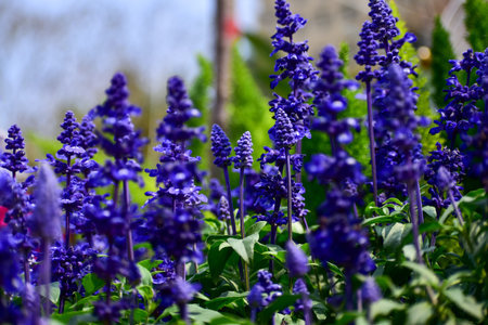Close-up of the Salvia, purple flowers in the garden with sunlight.  Blue and purple salvia in bloom. Flower and nature background. Flower and plant.の写真素材