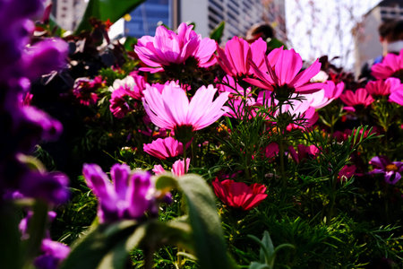 Close up of Garden Cosmos in the garden with sunlight. Pink and red garden cosmos flowers blooming Background. Nature and flower background. Flower and plant.の写真素材