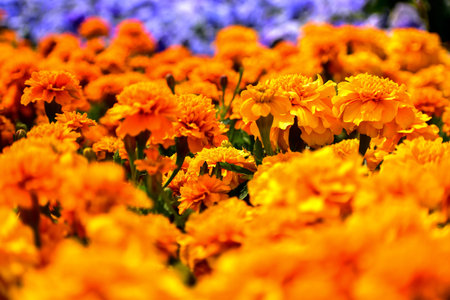 Close-up of orange Tagetes or Marigold Flowers in the garden. Orange tagetes or marigold flowers in bloom. Flower and plant. For background, nature and flower background.の写真素材