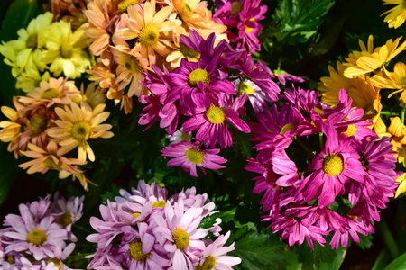 Close up of marguerites daisy flowers in the garden with sunlight. Marguerites Daisy flowers...