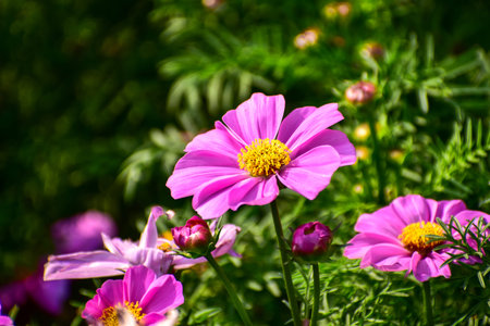 Close up of Garden Cosmos in the garden with sunlight. Pink and red garden cosmos flowers blooming Background. Nature and flower background. Flower and plant.の写真素材