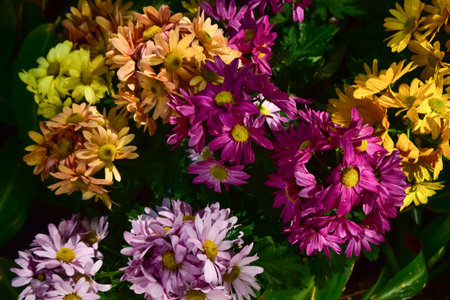 Close up of marguerites daisy flowers in the garden with sunlight. Marguerites Daisy flowers blooming background. Nature and flower background. Flower and plant.の写真素材