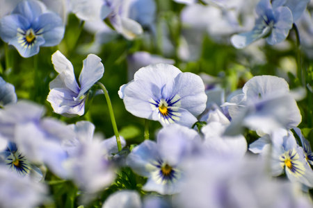 Close-up of the Viola, blue pansy flowers in the garden. Blue pansy flowers blooming background. Nature and flower background. Flower and plant.の写真素材