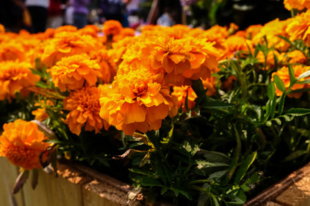 Close-up of orange Tagetes or Marigold Flowers in the garden. Orange tagetes or marigold flowers in bloom. Flower and plant. For background, nature and flower background.の写真素材