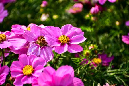 Close up of Garden Cosmos in the garden with sunlight. Pink and red garden cosmos flowers blooming...