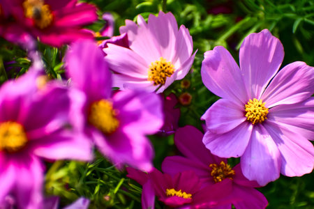 Close up of Garden Cosmos in the garden with sunlight. Pink and red garden cosmos flowers blooming Background. Nature and flower background. Flower and plant.の写真素材