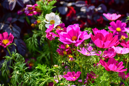 Close up of Garden Cosmos in the garden with sunlight. Pink and red garden cosmos flowers blooming Background. Nature and flower background. Flower and plant.の写真素材