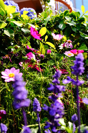 Close up of Garden Cosmos in the garden with sunlight. Pink and red garden cosmos flowers blooming Background. Nature and flower background. Flower and plant.の写真素材