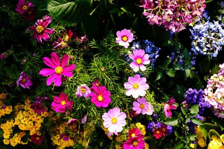 Close up of Garden Cosmos in the garden with sunlight. Pink and red garden cosmos flowers blooming Background. Nature and flower background. Flower and plant.の写真素材