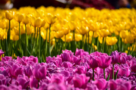 Close-up of the yellow and purple tulips in sea of tulips in garden with sunlight. yellow and purple tulips in contrast.  Flower and plant. For background, nature and flower backgrの写真素材