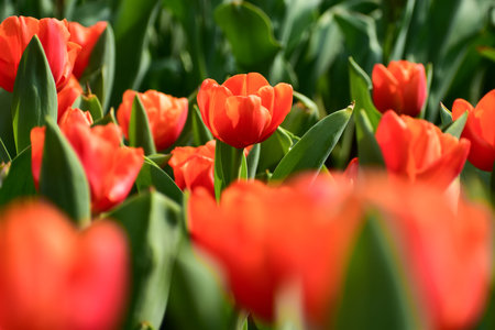 Close-up of orange tulips in the sea of tulips in daytime. Flower and plant. For background, nature...