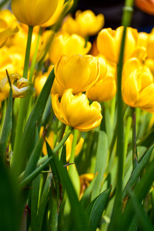 Close-up of yellow tulips in the sea of tulips in daytime. Yellow tulips in the garden with...