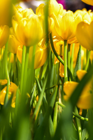 Close-up of yellow tulips in the sea of tulips in daytime. Yellow tulips in the garden with sunlight. Flower and plant. For background, nature and flower background.の写真素材