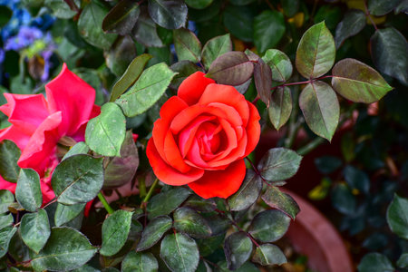 Roses in the garden with sunlight. Roses with green leaves in rural. Flower and plant.