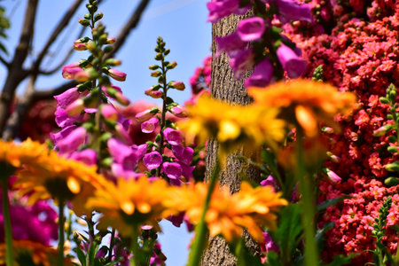 Close-up of Digitalis purpurea, the foxglove or common foxglove, in the garden. Pink flowers in the...