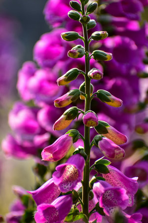 Close-up of Digitalis purpurea, the foxglove or common foxglove, in the garden. Pink flowers in the rural. Flower and plant.の写真素材
